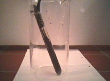Test tube with dextrose, two minutes after mixing with concentrated sulfuric acid